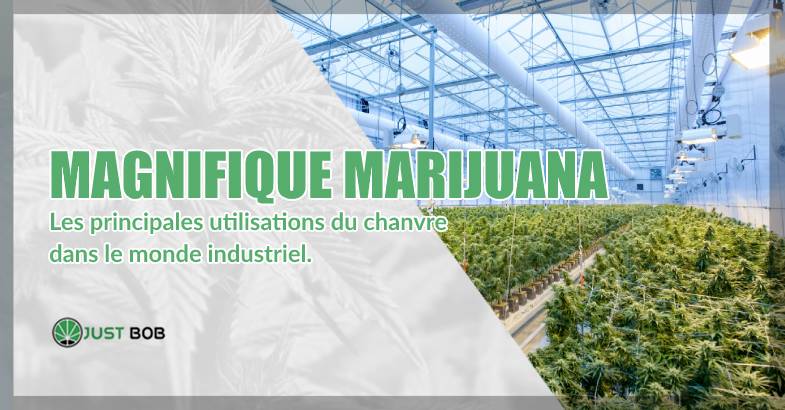 Magnifique marijuana: utilisations