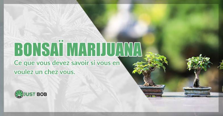 Bonsaï marijuana : ce que vous devez savoir