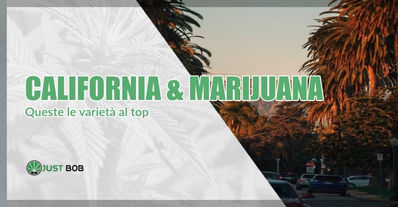 California & marijuana: queste le varietà al top