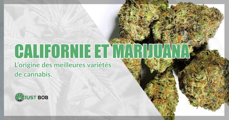 Californie et marijuana : l’origine