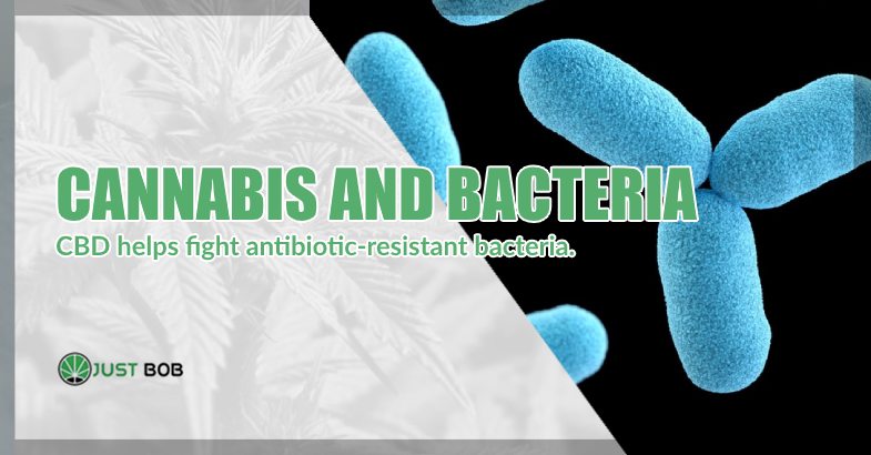 Cannabis CBD and Bacteria