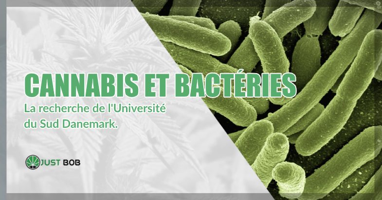 Cannabis et bactéries : recherche