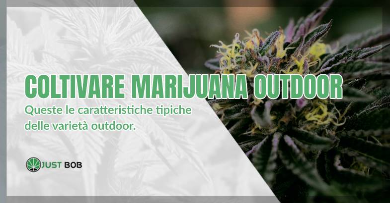 Coltivare la Cannabis CBD outdoor
