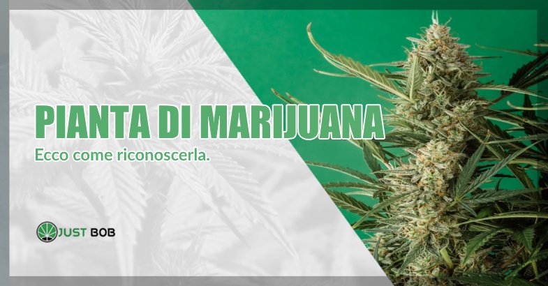 Come riconoscere una pianta di marijuana