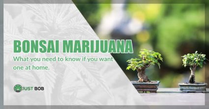 Bonsai marijuana: what you need to know