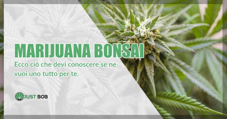 La marijuana Bonsai