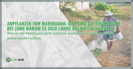 CBD Marihuana Anpflanzen