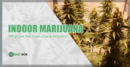 Indoor marijuana: what are the main characteristics?