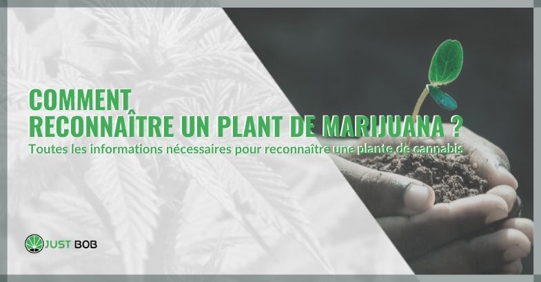 Comment reconnaître un plant de marijuana?