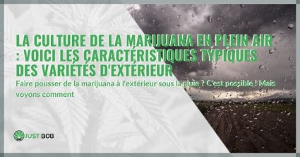 La culture outdoor de la marijuana