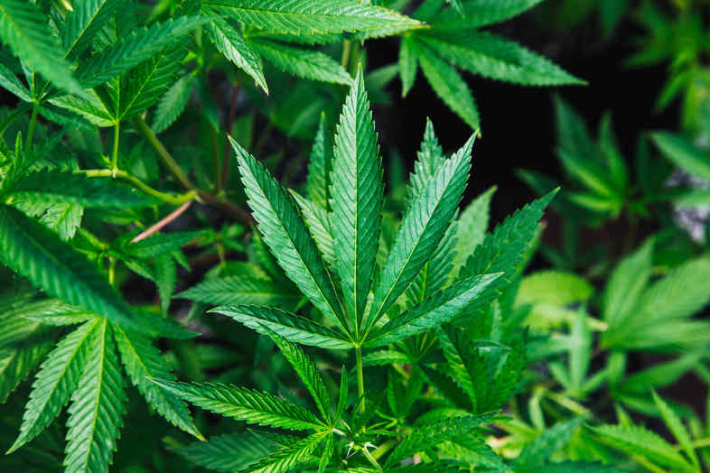 Histoire du cannabis – La révolution agricole