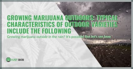 Growing marijuana outdoors