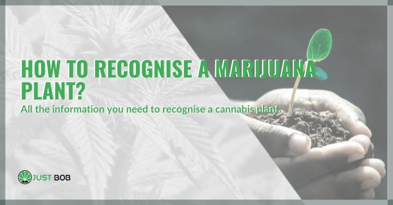 How to recognise a marijuana plant?