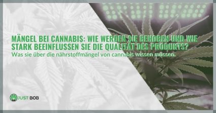 Mängel bei Cannabis