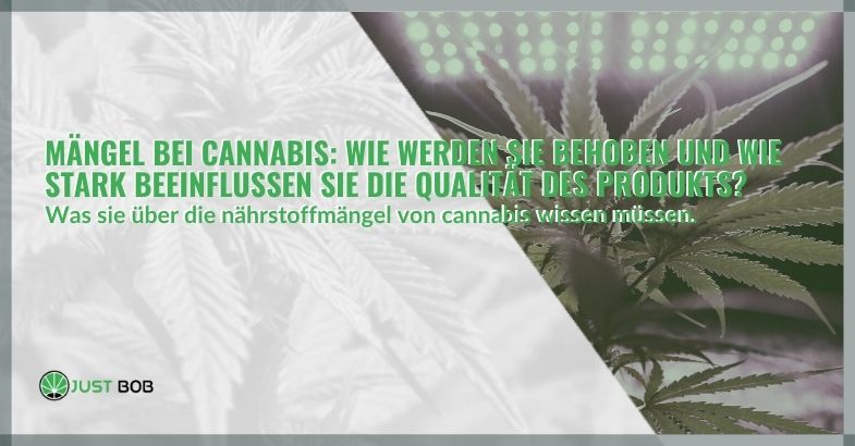 Mängel bei Cannabis
