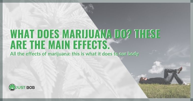 What does marijuana do? Main effects.