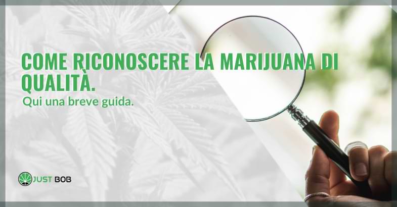 Come riconoscere la marijuana di qualità