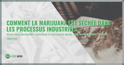 Comment la marijuana est séchée dans les processus industriels