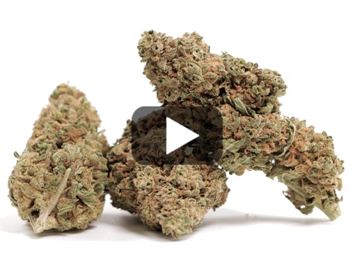Gorilla Glue-cbd-blueten