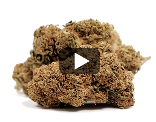 Mango Haze-cannabis-light