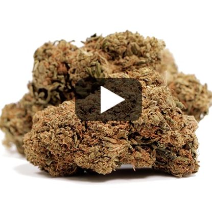 Mango Haze-cbd-flowers Mango Haze-cbd-flowers