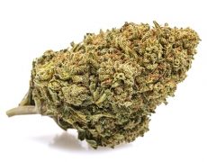 Mango Haze-cbd-weed