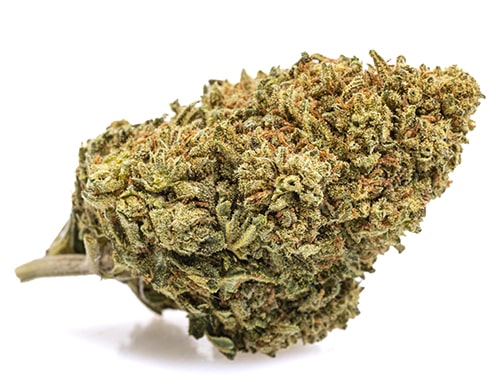 Mango Haze-erba-legale
