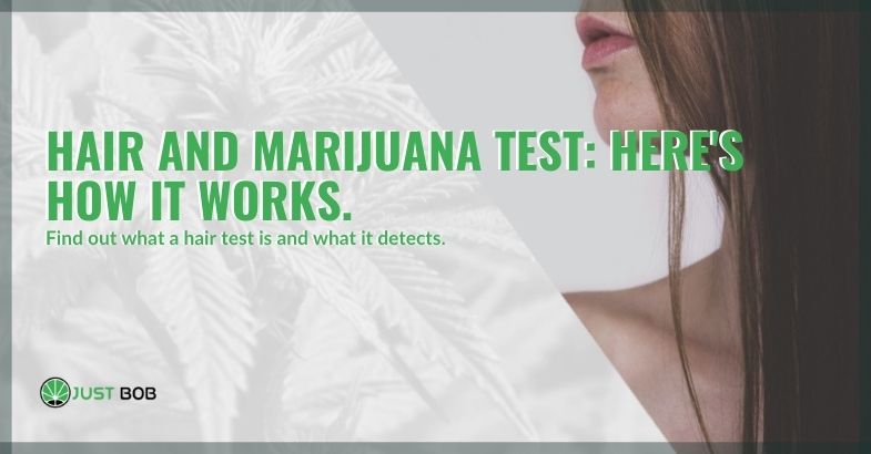 Hair and marijuana test: here’s how it works.