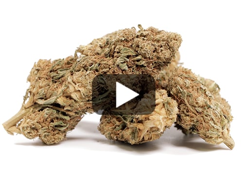 Master Kush-cannabis-blueten