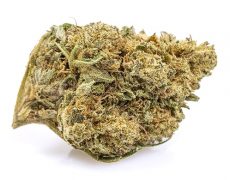 Master Kush-cbd-bus