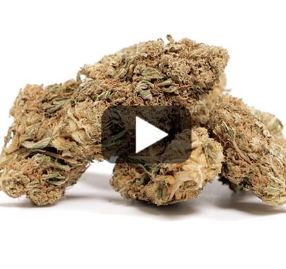 Master Kush-cbd-weed Master Kush-cbd-weed