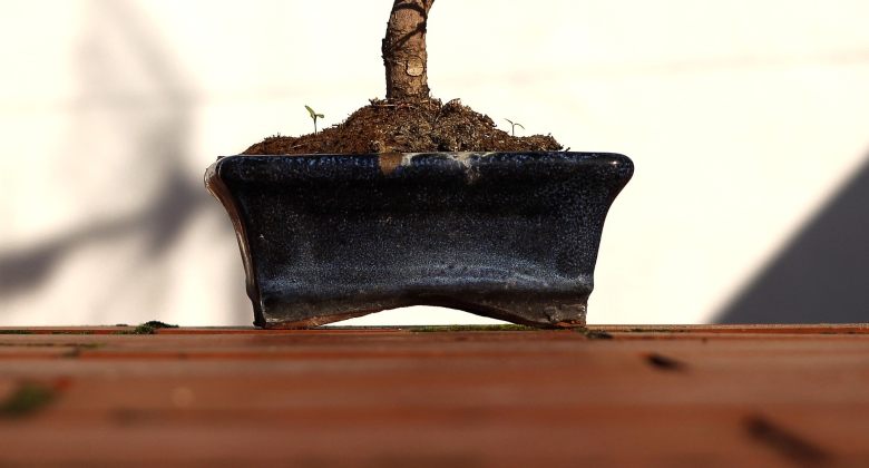 Is it legal to grow a CBD cannabis bonsai at home?