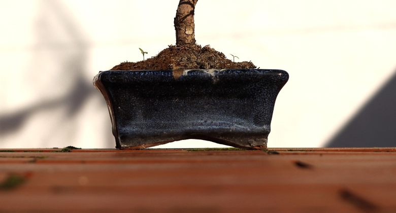 Ist es legal einen CBD-Bonsai-Marihuana Zuhause anzubauen?