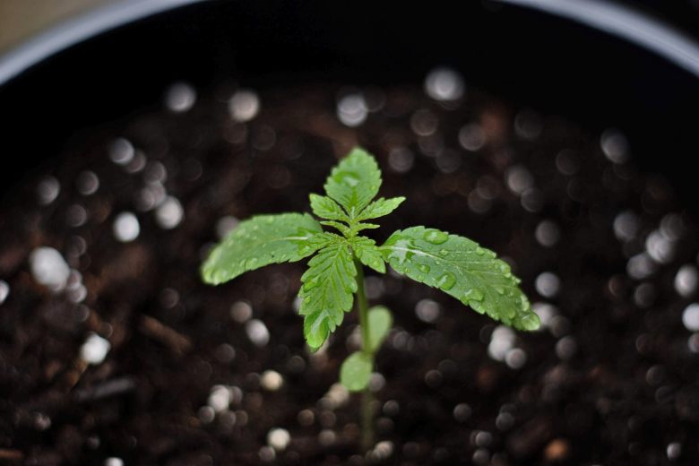 È legale coltivare un bonsai di cannabis light a casa propria?
