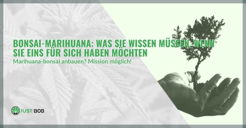 Bonsai-Marihuana: Was Sie wissen müssen