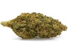 bubblegum-fleurs-cbd
