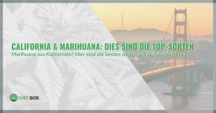 California & Marihuana: Dies sind die Top-Sorten