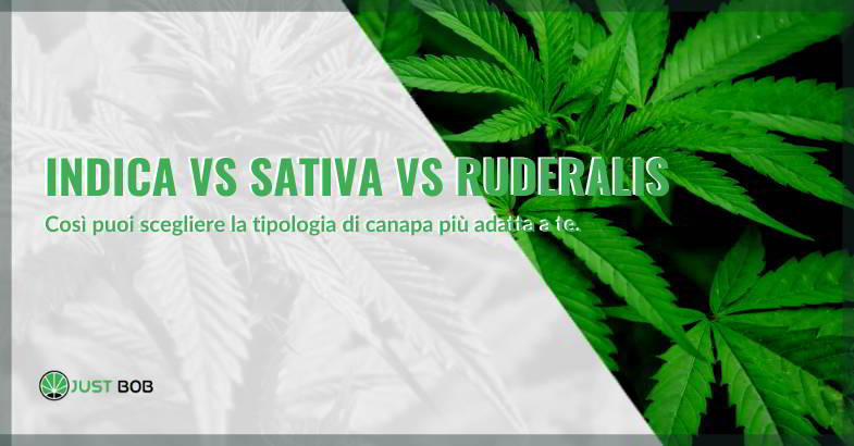Indica vs. Sativa vs. Ruderalis