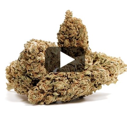 cbd-france-bubblegum cbd-france-bubblegum