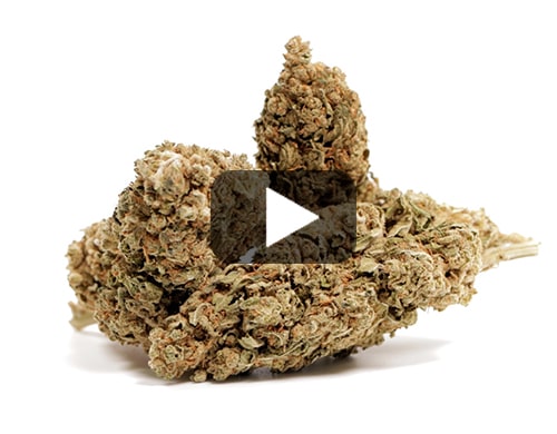 cbd-france-bubblegum