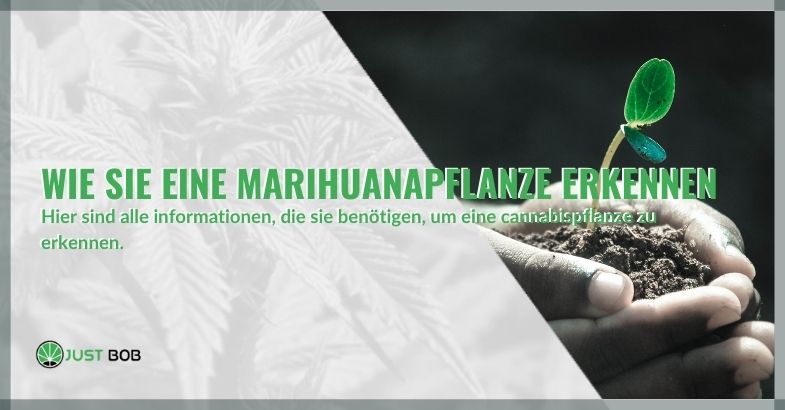 Wie Sie eine Marihuanapflanze erkennen