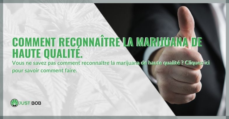 Comment reconnaître la marijuana de haute qualité.