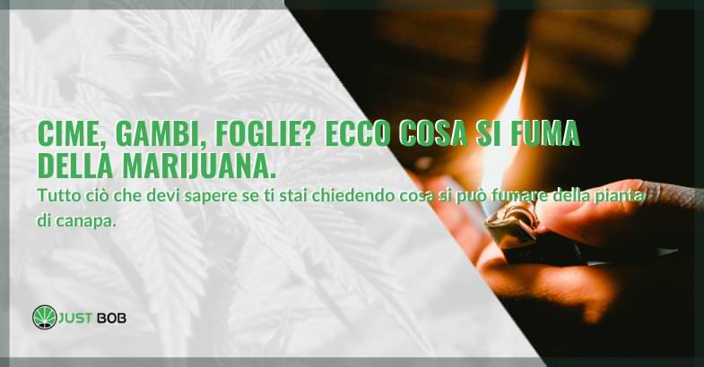 Cime, gambi, foglie? Ecco cosa si fuma della marijuana.