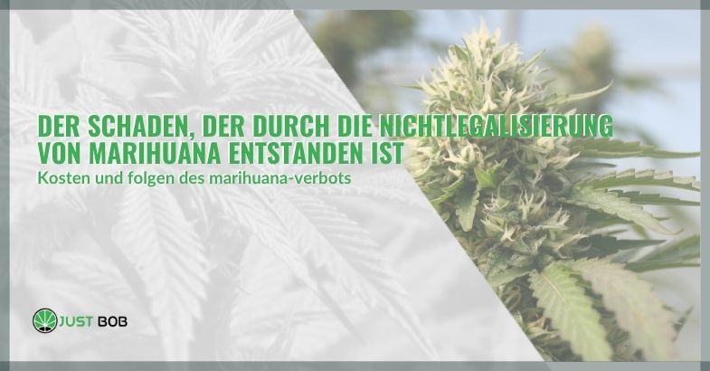 Der Schaden, der durch die Nichtlegalisierung von Marihuana entstanden ist