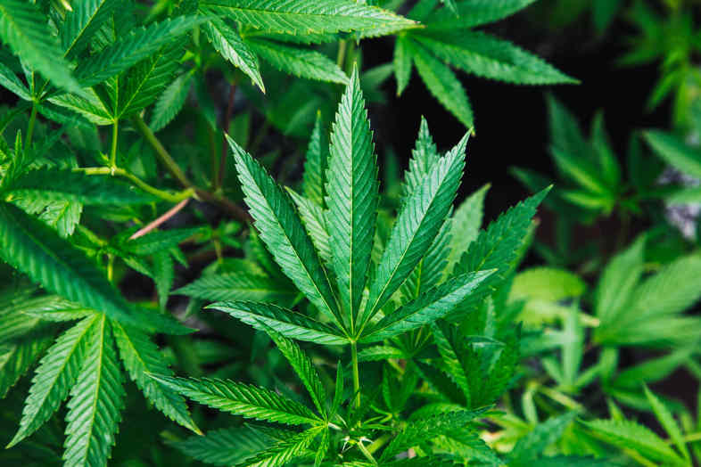 L’interdiction associée à la forte demande de marijuana