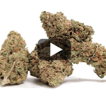 gorilla-glue-cbd-weed