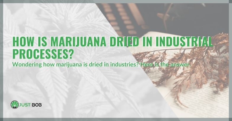 How is marijuana dried in industrial processes?