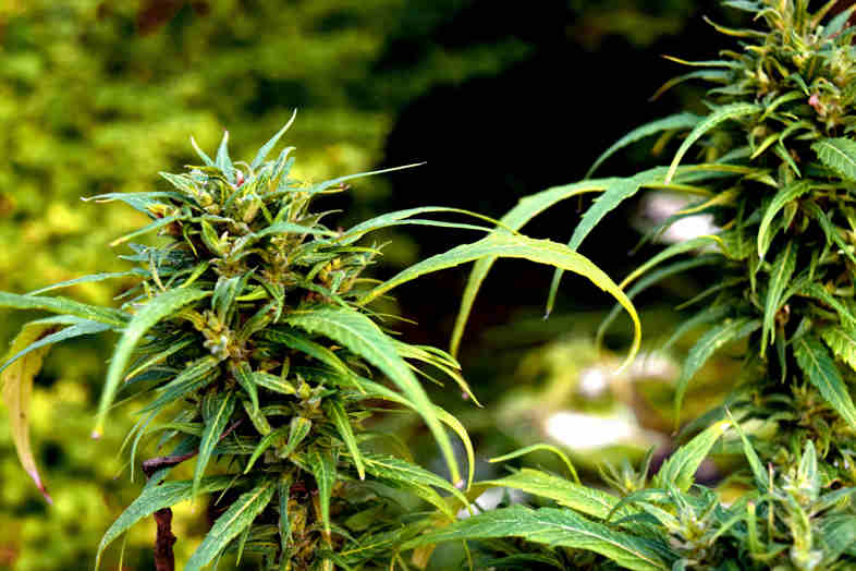 Le dimensioni dei bud di marijuana legale indoor