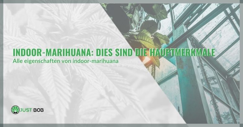 Indoor-Marihuana: Dies sind die Hauptmerkmale