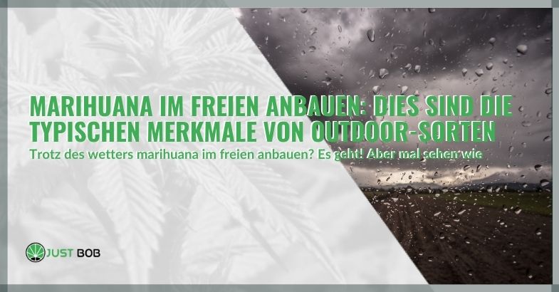 Marihuana im Freien anbauen: Dies sind die typischen Merkmale von Outdoor-Sorten